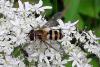 Epistrophe grossulariae